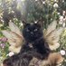 fairy cat (@hashslayslasher) Twitter profile photo