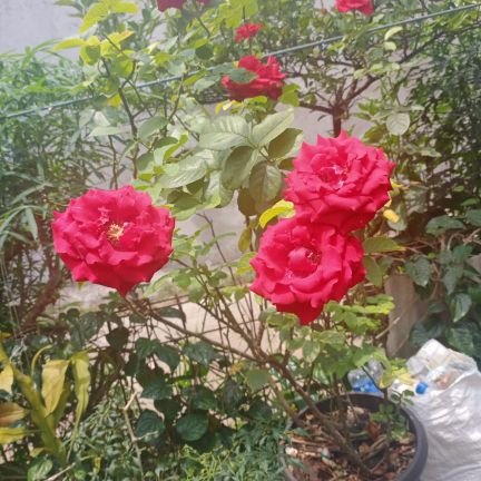 bigwin1173's profile picture. Hai semuanya