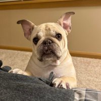 Nora the frenchie(@shawn_p_lyons) 's Twitter Profile Photo