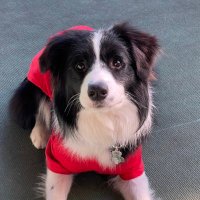 ボダコのEVE♡ (@bcl_eve) Twitter profile photo