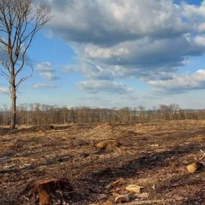 SOSMontmorency's profile picture. Je suis une forêt périurbaine en voie de disparition.