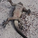 Shawn kirkpatrick - @mesaiceman - Twitter