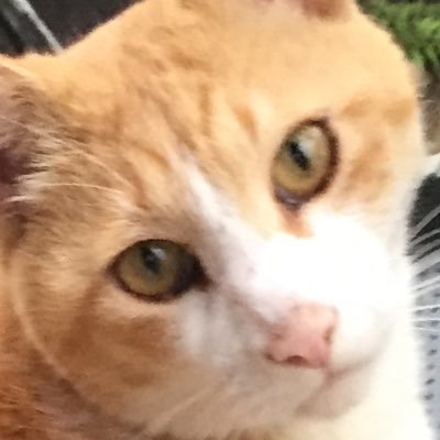 NASCA460769621's profile picture. パスタと紅茶と猫。そして、今日も煙は燻る。