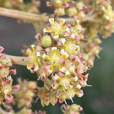 premkum24553339's profile picture. 