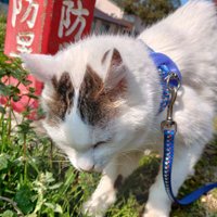 にゃんじい(@xnyangx) 's Twitter Profile Photo