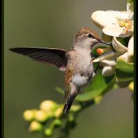 Carl E. Boxler (@swiss1008) 's Twitter Profile