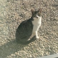 ねこのくら (@nekonokura9274) 's Twitter Profile