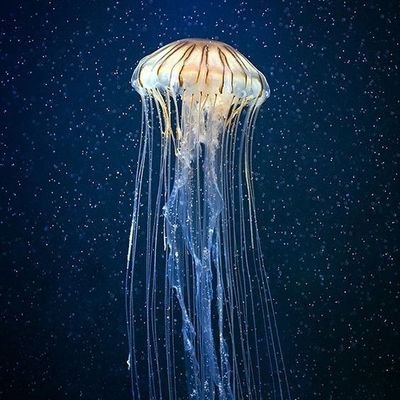 Luoposuye1's profile picture. 