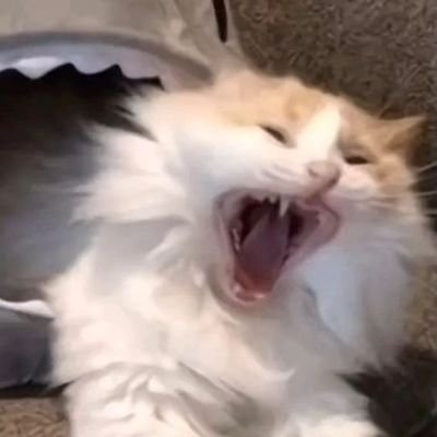Ferikesus's profile picture. 
