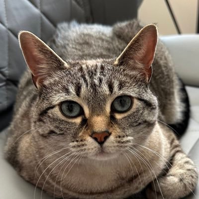 PPMonarch's profile picture. PP Monarch