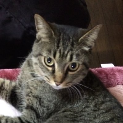 owakimaru's profile picture. 