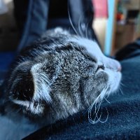 LuoQ (@luoq168072) 's Twitter Profile