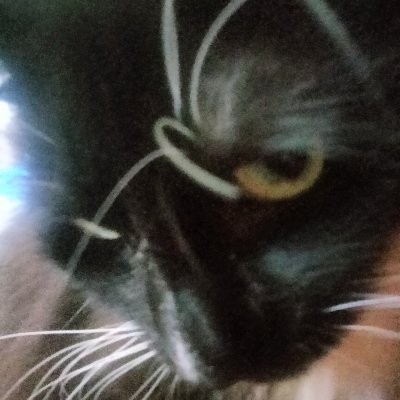 M3owM30wB1TCH's profile picture. CATS
22 yo, I like cats a lot