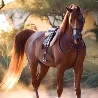 مشاري (@mdaanee) 's Twitter Profile