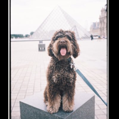 ratta___'s profile picture. long/short. stay hedged and nimble. not financial advice; just my opinions.