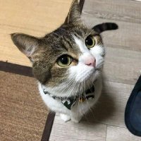 M3tr1 (@m3tr1t) 's Twitter Profile
