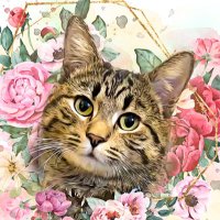 odin 🐾 (@odinthe_catt) 's Twitter Profile