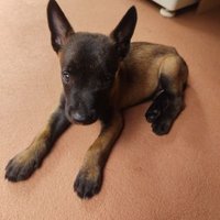 EL_CACHORRINHO (@cachorrinho_xt) 's Twitter Profile