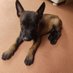 EL_CACHORRINHO (@cachorrinho_xt) Twitter profile photo EL_CACHORRINHO (@cachorrinho_xt) Twitter profile photo