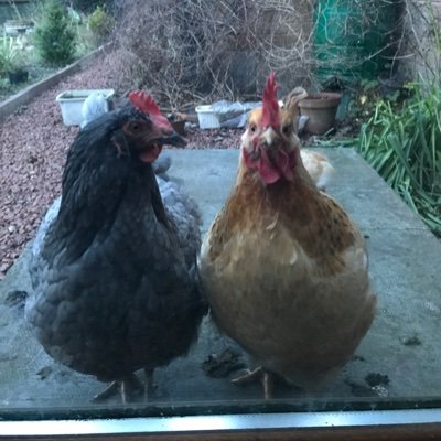 Manueldirkel's profile picture. 