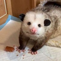 Reese_Reeves (@reesereeves32) 's Twitter Profile Photo