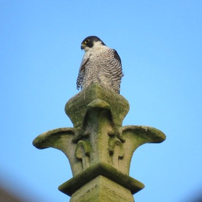 Cambridge city centre pair of Peregrine Falcons, often seen on the old Emmanuel United Reformed Church and King's College Chapel spires. #CambridgePeregrines