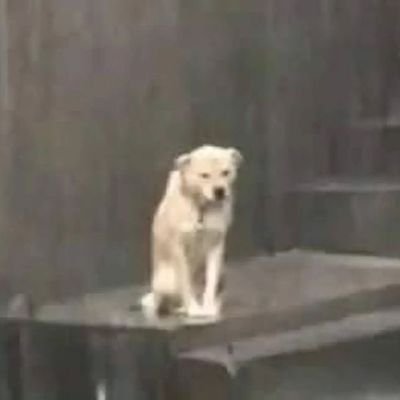 VENOLOPYY's profile picture. 