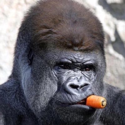 Just a Silverback Gorilla giving it all to crypto