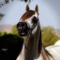 محمد (@mmd1241919) 's Twitter Profile