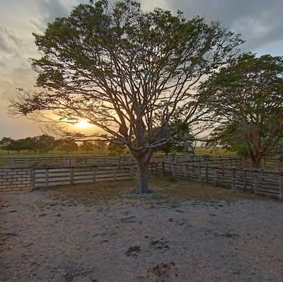 CisneAurora's profile picture. 🌈