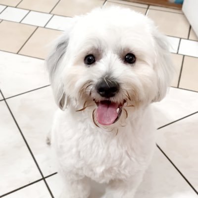 Hola!👋 I am Louie el Maltipoo blanco! I am a very friendly & happy dog who loves outdoor walks, car rides, & make new hooman & dog friends. 🐶