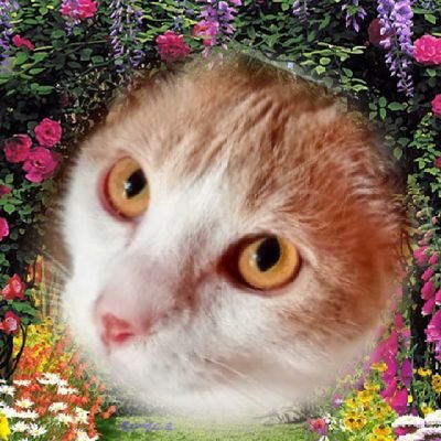 (No DM's PLEASE)  Hi my name is Cheeto I am very playful and loving. I am now a member of #theruffriderz. this be a parody of me human. #catchatbookclub