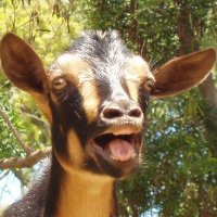 I am Goat 𝕏 (@thealterrunner) 's Twitter Profile