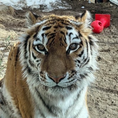 1986年冬からの怠慢ベイベ38年生。動物園あちこちフラフラ出掛けてます。1番近場は日本モンキーセンターと東山動植物園。ベイベで藩士で武衛で応援団員。アイコンの釧路のアムールトラのココアちゃん、ピューマのマリーちゃんとニコちゃんニーナちゃん、ベンガルトラのボルタくん、パンダのタンタンさんはあたしの永遠のアイドルです。