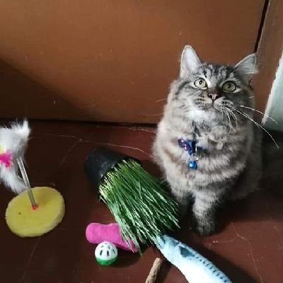 TrisMaqui3's profile picture. 