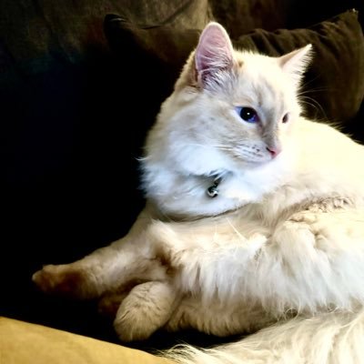 rakeem88071042's profile picture. Get rich or dye trying 💀