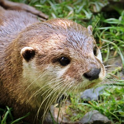 Otter Kiζζer Profile