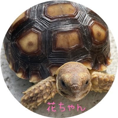 アニメ、漫画、エロゲ大好きです！ 無言フォローすいません。 気軽にフォローお願いします。RT、いいねありがとう…