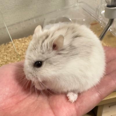 樹澄【手洗いを忘れるな】さんのプロフィール画像