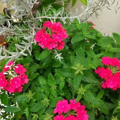 chisan369's profile picture. 369の世に弥栄😊
OKINAWA117