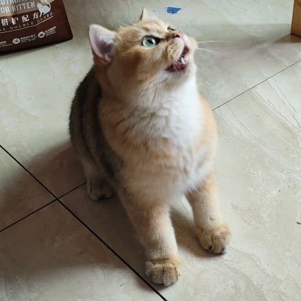 peechee815093's profile picture. 