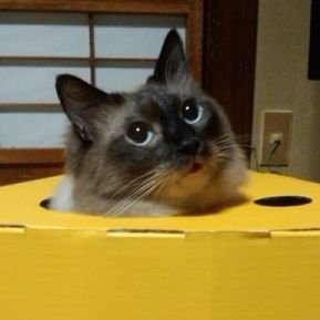 惑音 瘋槞さんのプロフィール画像