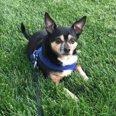 SirBudford's profile picture. I was a 12 year old #ratterrierchihuahua - I crossed over on 4/21/22 🌈 | My family was my world | #Naps | #Treats | #Rides | #AdoptDontShop | #RainbowBridge