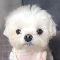 修道院長feat.ピエール瀧a.k.aオラフ (@whu_kz) 's Twitter Profile Photo 修道院長feat.ピエール瀧a.k.aオラフ (@whu_kz) 's Twitter Profile Photo