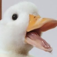 KETURU🦆 (@keturu0705) 's Twitter Profile Photo