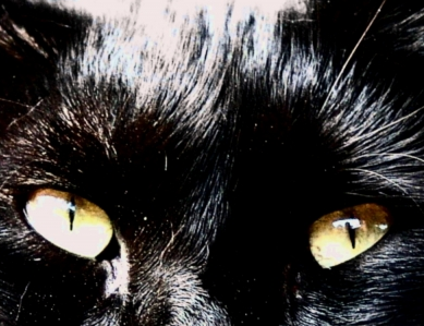 butterflylyne's profile picture. 