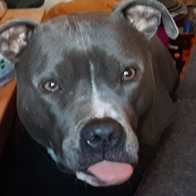 Hi, I's Culprit, a Pitbull wif a big heart!
I's hodad had a ftroke last new year, so I's won't be able to be online as much as I's want #zshq #ruffriderz