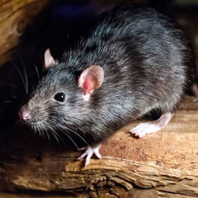 RatBets1's profile picture. 🏐💥Volleyball Tipster in @Apuestescom: https://t.co/MNPwvPhRJZ