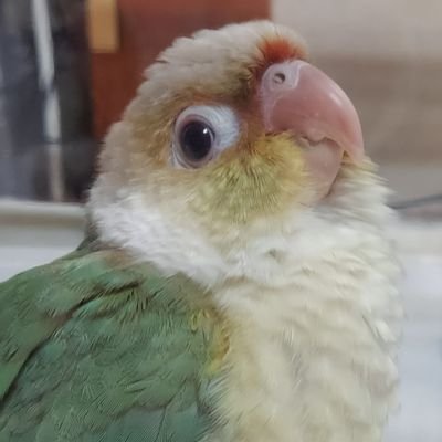 新しくお迎えしたウロコインコ(♂)のパルと暮らしています♪