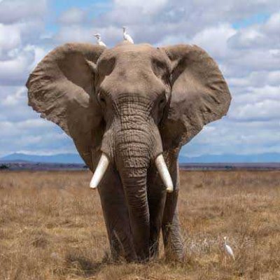 Emmideric's profile picture. IT Techie #NangeNdiMwanaWaMuntu